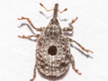 Cionus longicollis